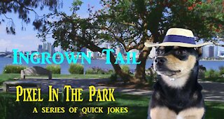 Pixel In The Park...Ingrown Tail