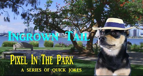 Pixel In The Park...Ingrown Tail