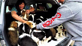 Puppies Entirely Fill The Back Of A Car After Their First Veterinary Checkup