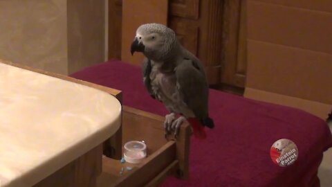 Einstein the talking parrot waves with excitement