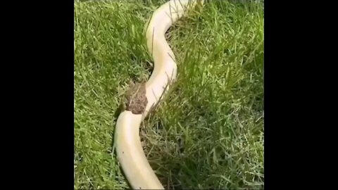 frog getting a free ride on the back of a snake