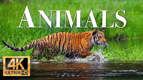 животные 4k - Замечательный фильм о дикой природе с успокаивающей музыкой