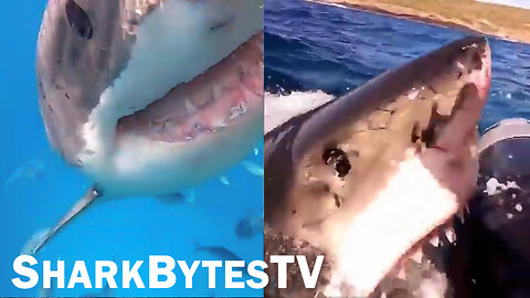 Shark Attack Caught on Video - Shark Bytes TV Ep 27, Great White Chomps Kayak - Mega Sharks