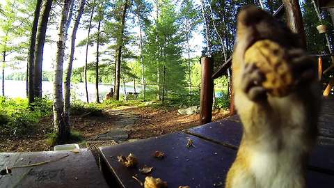 Chipmunk will do anything to be on camera