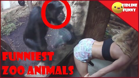 Funniest fails in the zoo | Try not to laugh compilation (95% fail)
