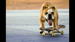 Skateboarding Bulldog