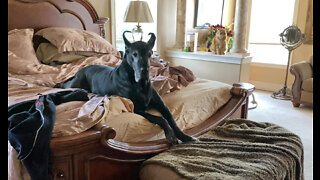 Great Dane Watches Funny Cat Chase & Play With Sassy Puppy