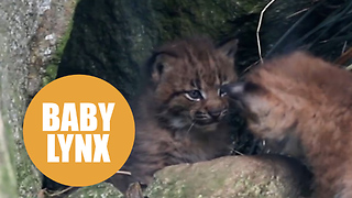 Two adorable Eurasian lynx cubs born at Newquay Zoo