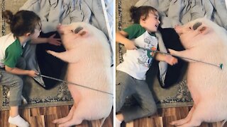 Deaf Mini Pig Adorably Spends Time With Best Friend