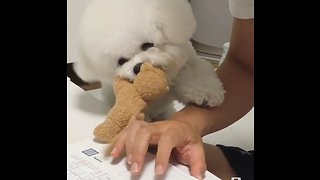 Poodle Desperately Wants Owner To Play With Him