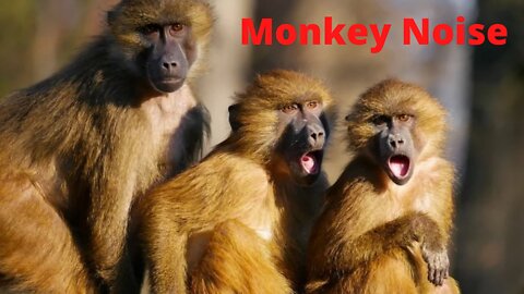 Monkey Noise, Gorillas, Lice Picking Monkeys, Playing Eating, Baboons, Primates, monkey
