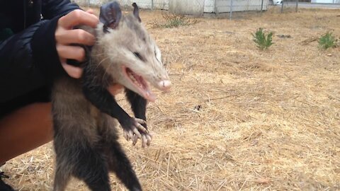 Wild Opossum Playing Dead