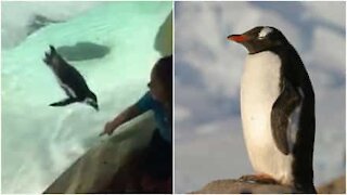 Bimba e pinguino giocano separati dal vetro dell'acquario