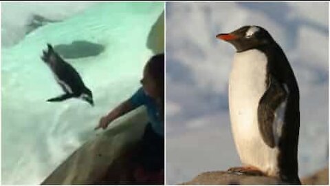 Bimba e pinguino giocano separati dal vetro dell'acquario