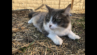 Cut cat luffy enjoying the outdoor