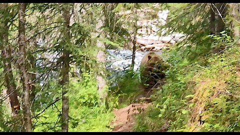 Adventurers In Alaska Stumble Upon A Grizzly Bear Fishing In A River