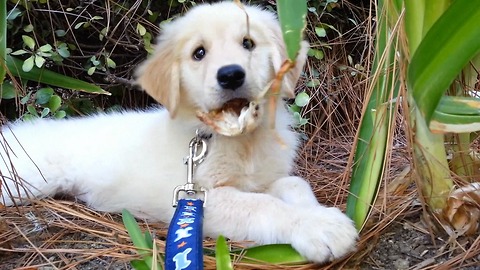 English Cream Golden Retriever Puppy 2 Months To 10 Months Life Compilation - Warning - Super Cute!