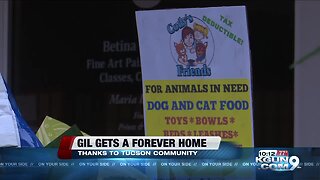 Gil the 'Wonder Dog' gets a forever home