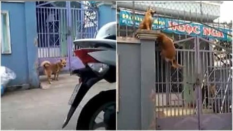 Uskomatonta! Koira kiipeää portin yli kuin pro