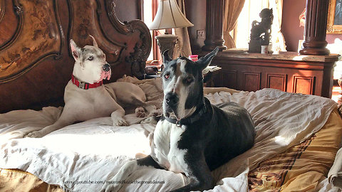 Great Danes take over owner's king size bed