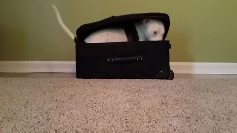 Adorable Dog Hides In A Suitcase