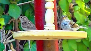IECV NV #164 - 👀 The House Sparrows Out In The Back 8-21-2015