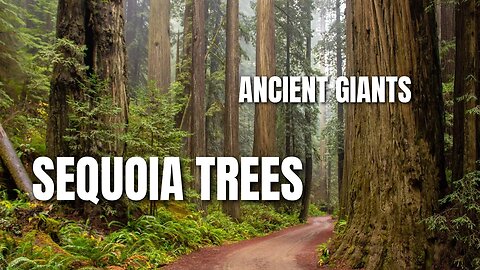 Ancient Giants: Exploring Sequoia Trees and Their Ecosystem #education #nature #world