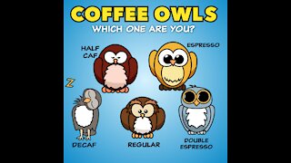 Coffee Owls [GMG Originals]