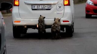 Adoráveis hienas mordem carros de turistas