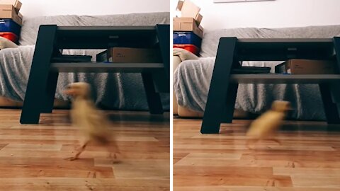 Adorable duckling hilariously chases owner across the room