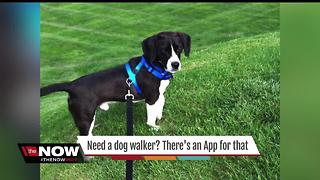 New app finds dog walkers in Indy