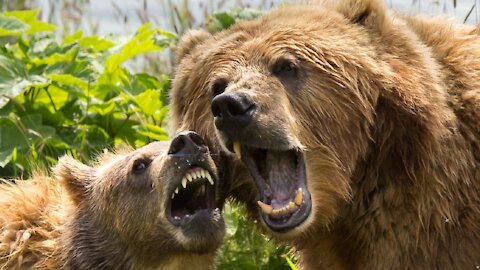 Alaskan coastal brown bear sow with cub attacks sow unconsciously