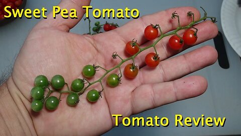 ⟹ Sweet Pea Currant Tomato | Solanum pimpinellifolium | Tomato Review 2023