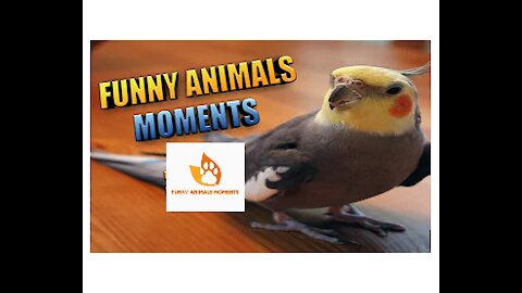 Funniest Parrot Awesome Pet Cats and Dogs Videos