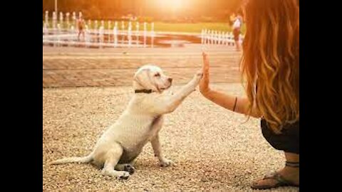 Funny Cats And Dogs Helping Their Owners Exercise