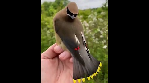 Beautiful and lovely bird