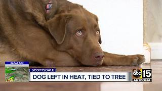 Dog found tied to tree outside Scottsdale pet shelter