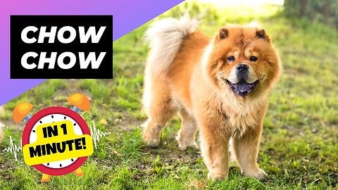 Chow Chow - In 1 Minute! 🐶 One Of The Most Expensive Dog Breeds In The World | 1 Minute Animals