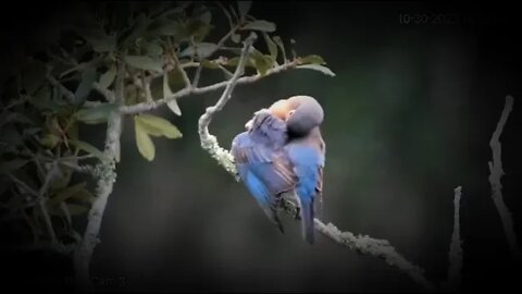 Eastern Bluebirds on Tour 🐦10/30/22 17:57