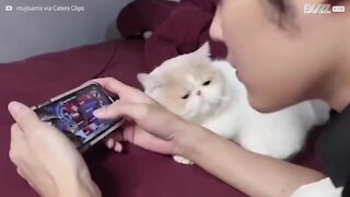 Ce chat refuse de lâcher le bras de son maître