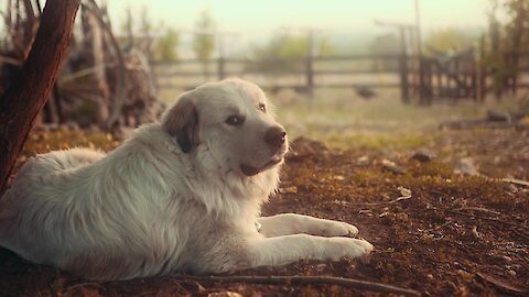 a dog passionate about sounds in the countryside