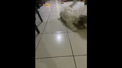 Richard the lhasa apso learned his first ever trick