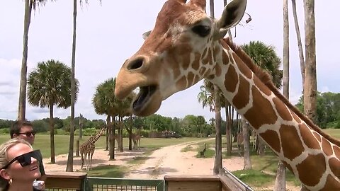 Busch Gardens | Morning Blend