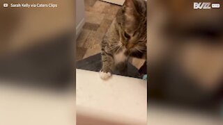 Cette chatte inquiète essaye de "sauver" sa maîtresse de la noyade