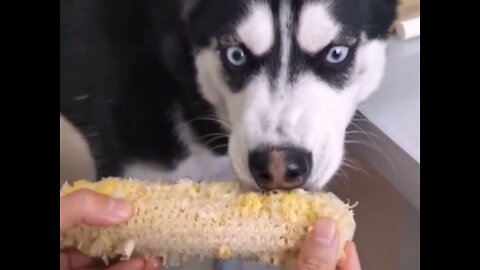 Smart husky eats my corn