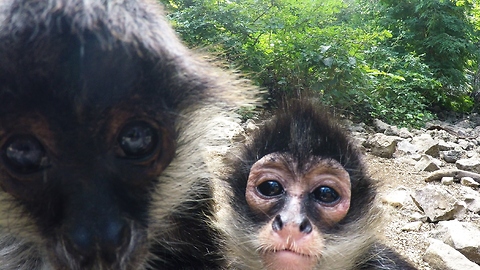 Inquisitive baby monkey licks and nibbles camera