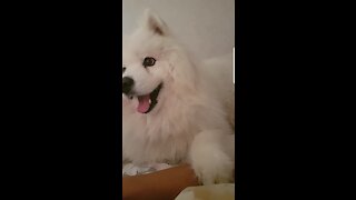 Samoyed growls when he doesn't get enough attention