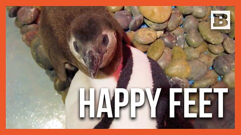 Adorable! NOLA Aquarium Celebrates Arrival of Two African Penguin Chicks