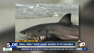 Experts try to determine what caused death of shark found in Carlsbad