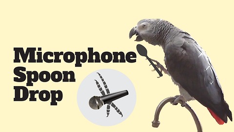 "Stand-up" parrot performs mic drop with spoon